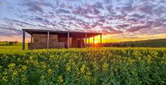 Canola Sunset - Carol Abbott