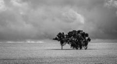 Canola & Clouds - Howard Morris