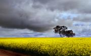 Canola and Cloud (Starts with C...) - Fran Brew
