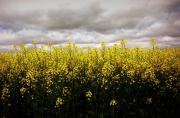 Canola Field - Louise Scambler