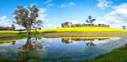 Canola landscape - Judith Bennett