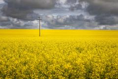 Canola with Power - Nigel Streatfield