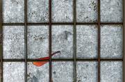 Captured - ... ...