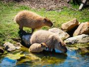 Capybara-Family - Ray Seaver