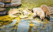 Capybara-Family - Elaine Seaver
