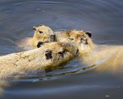 Capybara Cuddle - Nigel Streatfield