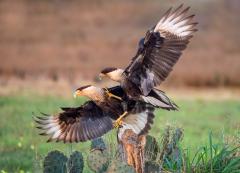 Caracara Dispute - Kerry Boytell