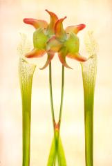 Carnivorous flower - Maria Mazo