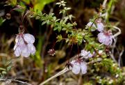  Pink Flower-1 - Carol Makeham