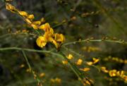 Yellow Flowers-1 - Carol Makeham
