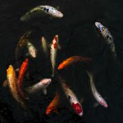 Carp Diem - ... ...