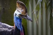 Cassowary-4956 - Nigel Streatfield