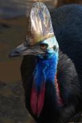 Cassowary Collisbird - Tim Collisbird