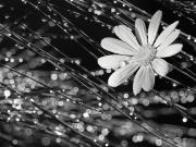 Casuarina sparkles and daisy - ... ...