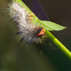 Caterpillar - Hemant Kogekar