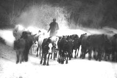 Cattle Drive - Strat Mairs