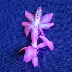 Cerise and Blue Zygocactus - Robyn Miller
