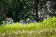 Cheetah -201126-54027-Edit - Donald Gould