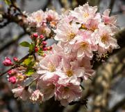 Cherry Blossom - Judith Bennett