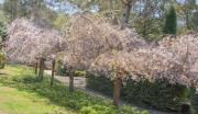 Cherry Blossom - Jacques Roussel