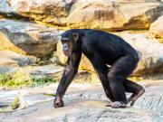 Chimpanzee - Donald Gould