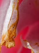 Chissto - Flower Abstract DxO-af - Christo van Rensburg