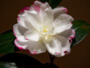 Chissto - Flower Four-af - Christo van Rensburg