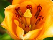 Chissto - Flower One-af - Christo van Rensburg