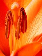 Chissto - Flower Three-af - Christo van Rensburg