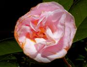 Chissto - Old Flower-af - Christo van Rensburg