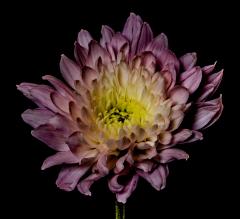 Chrysanthemum - Vivek Herur