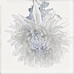 Chrysanthemum - Jennifer Gordon