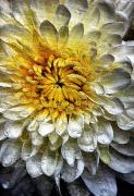 Chrysanthum - ... ...