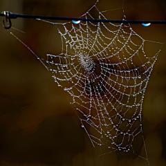 Cobweb - Hemant Kogekar