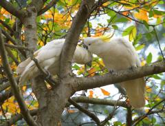 Cockatoos - Tim Collisbird