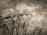 Cold Windy Morning - Judy Warburton