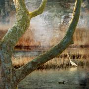 Collisbird Swamp Country - Tim Collisbird