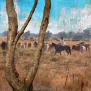 Collisbrd Finding Pastures - Tim Collisbird