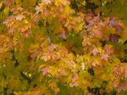 Every autumn colour - Maureen Rogers