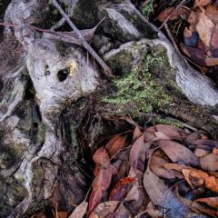 Colours  of Nature - Margaret Frankish