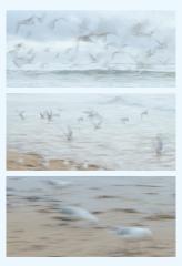 Coming in to Feed - Margaret Frankish