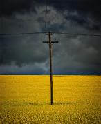 Communications in the Canola - Louise Scambler