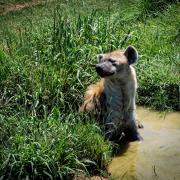 Cooling-Off - Ray Seaver