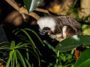 Cotton Top Tamarin - Donald Gould