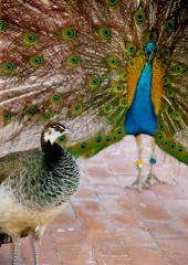 Courting Peahen - Beryl Jenkins