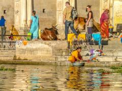 Cows & Washing - Strat Mairs