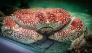 Cranky Crab - Fran Brew