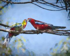 Crimson_Rosellas - Fujiko Watt