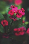 Crimson Euphorbia - Gail MacDiarmid