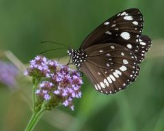 Crow Butterfly enjoying Verbena nectar - Fujiko Watt